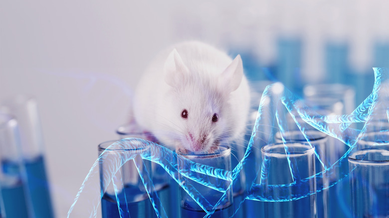 rat on test tubes 