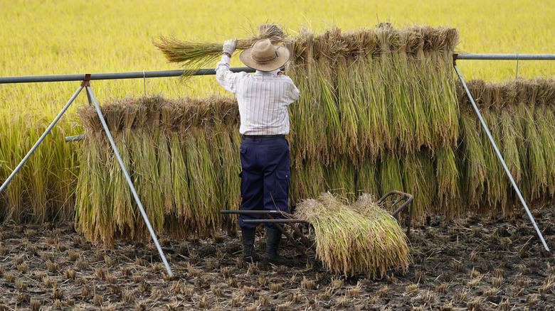 Rice farmer