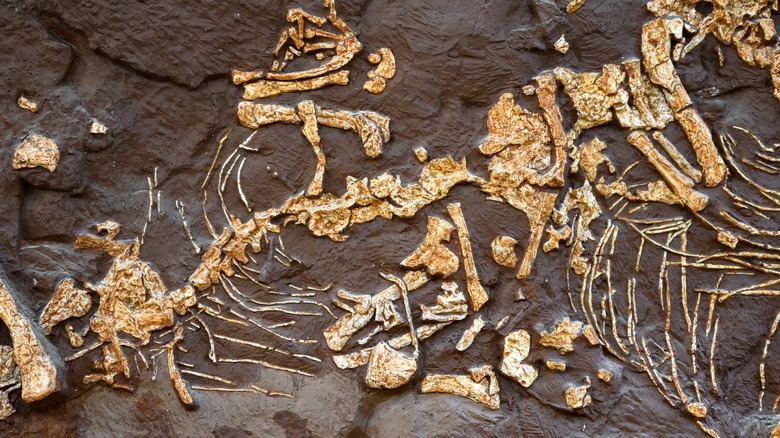 Fossils in rocks 