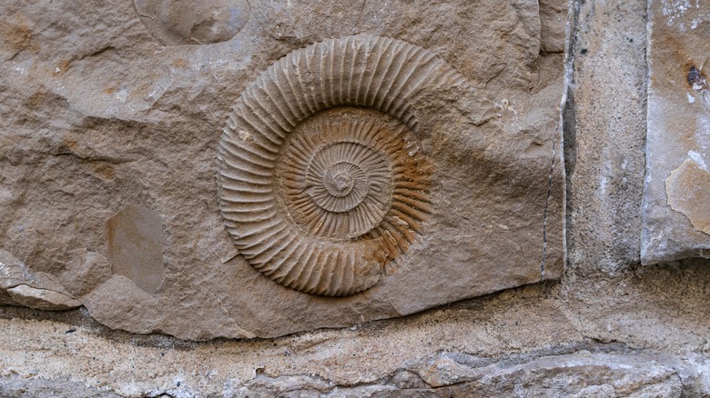Fossil 