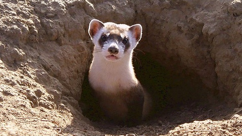 Black-footed ferret