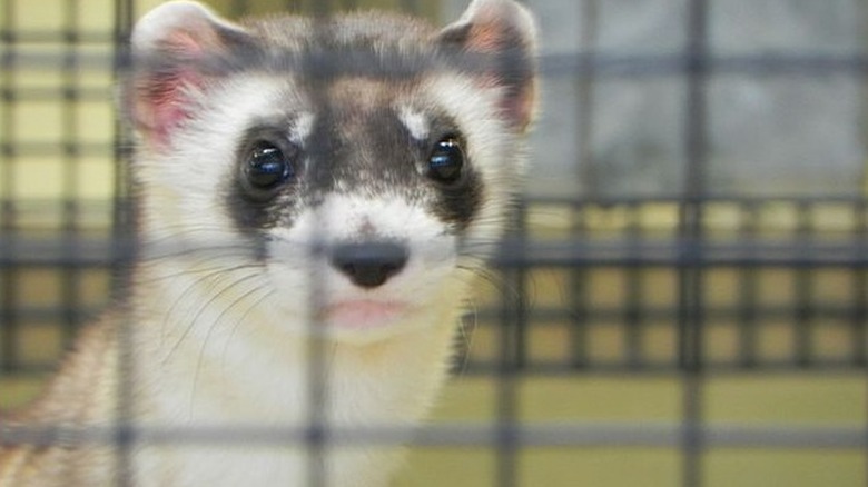 Black-footed ferret in cage
