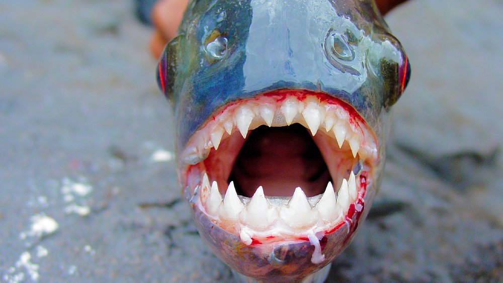 Piranha