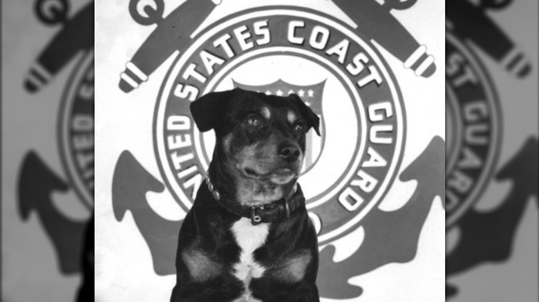 Sinbad the Coast Guard Dog