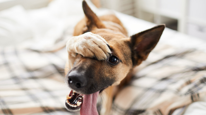 A dog hiding his face
