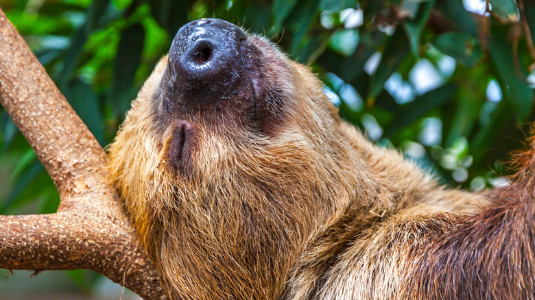 Sleepy sloth