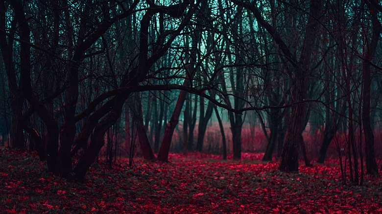 strange forest