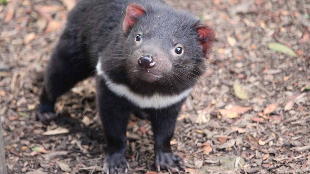Tasmanian Devil