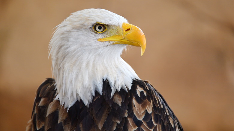 bald eagle