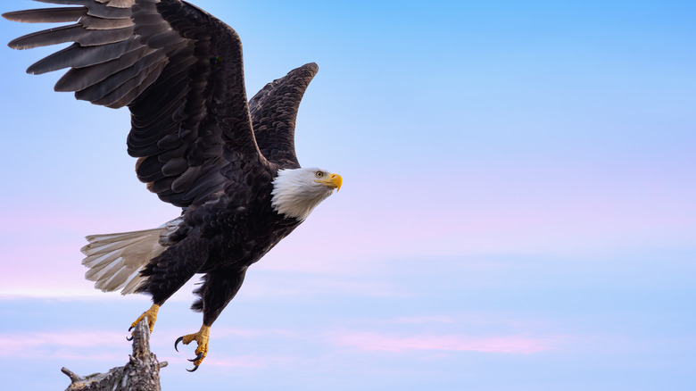 bald eagle against the sky