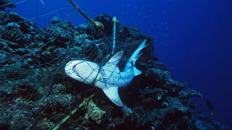 dead shark entangled in net