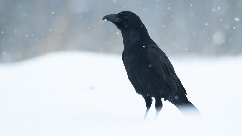 Raven in snow storm