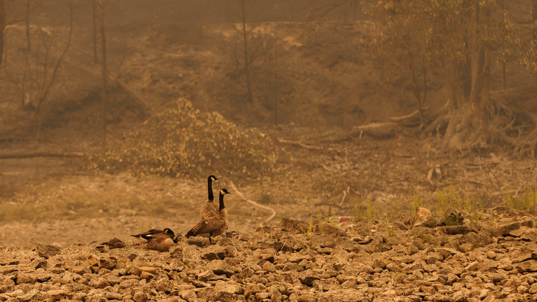 Geese walk through burnt woods