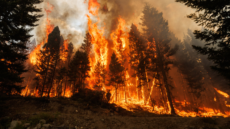 Smoke rises from wildfire