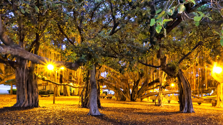 Lahaina Banyan