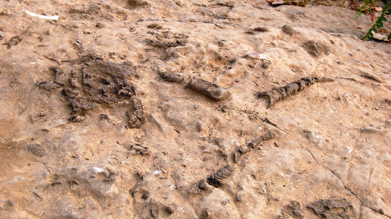 Fossils in Ohio State Park