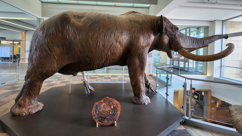 Statue of a mastodon on display in a museum