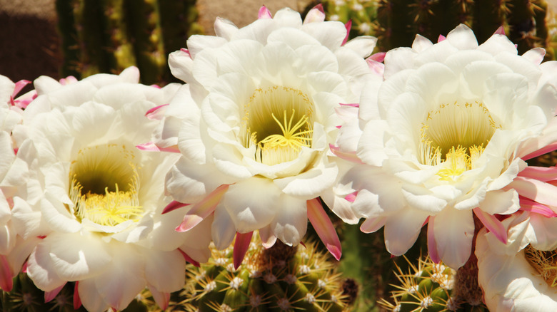 Three saguaro blossoms sit on cactus