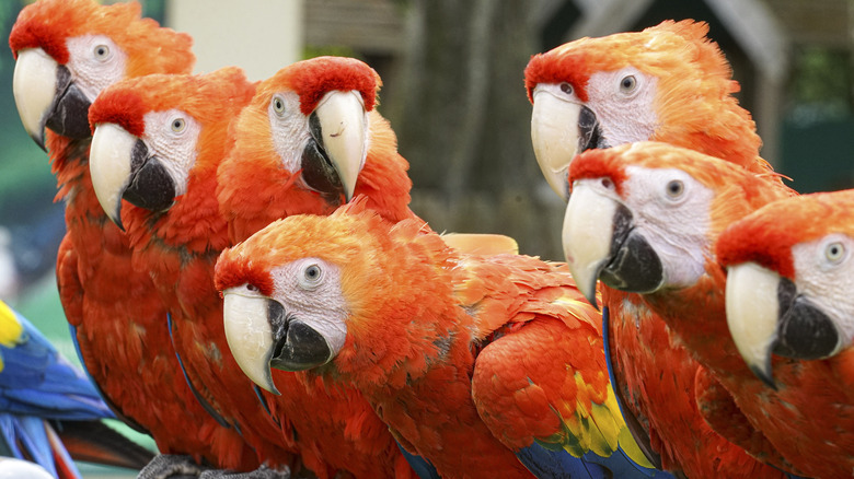 scarlet macaw flock sitting together