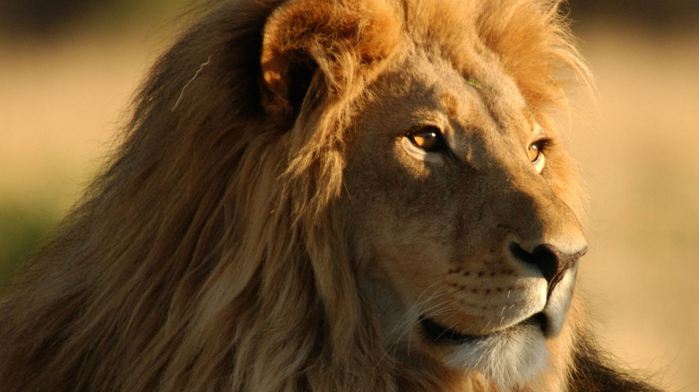 lion savannah mane
