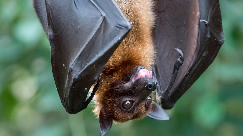 Fruit bat hanging upside down