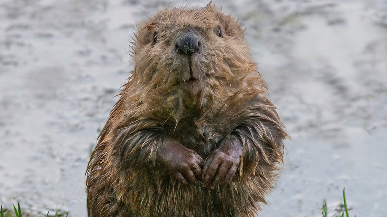 A beaver kit