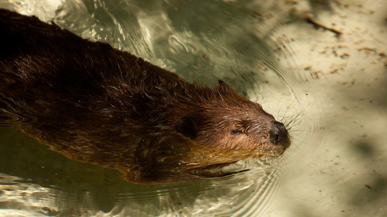 A beaver swimming 