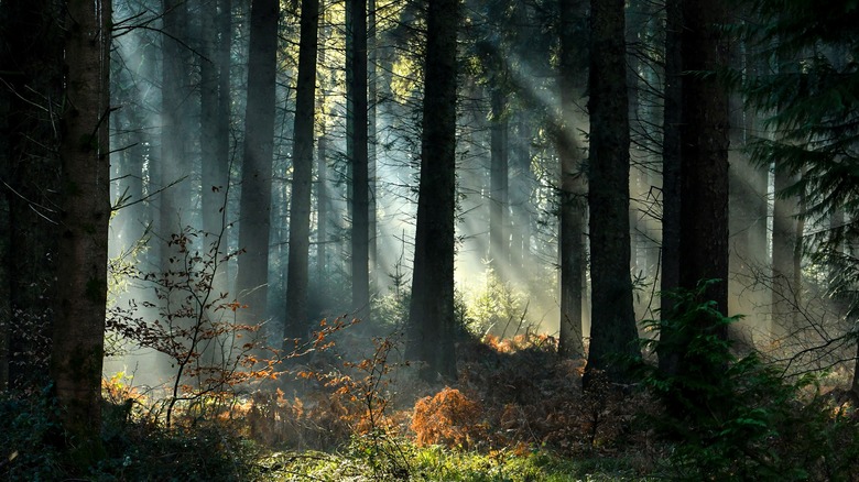 Light spilling through canopy