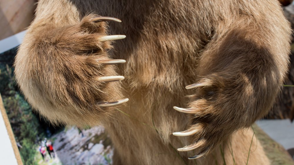 Brown bear claws