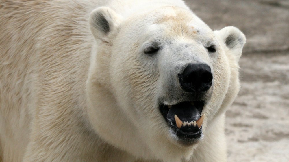 Polar bear
