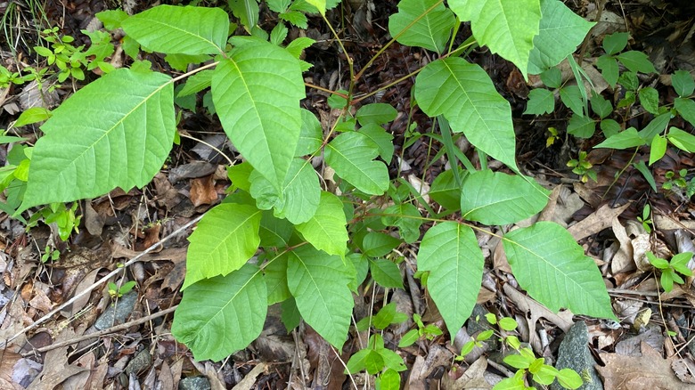 Poison ivy grows from the ground