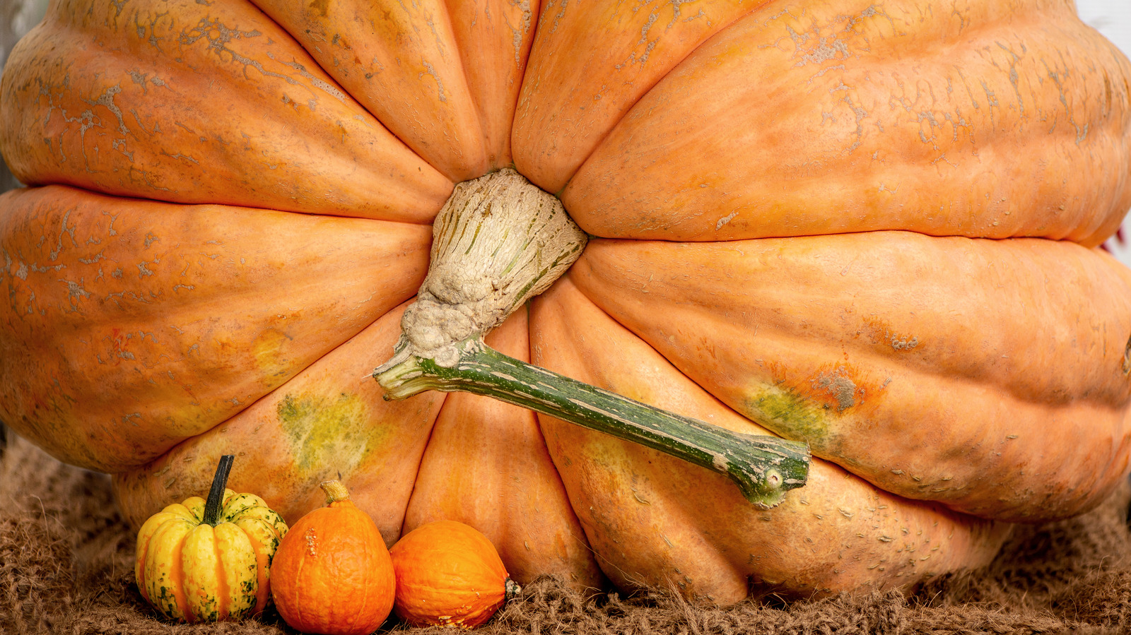 How Truly Massive Is The World's Heaviest Pumpkin?