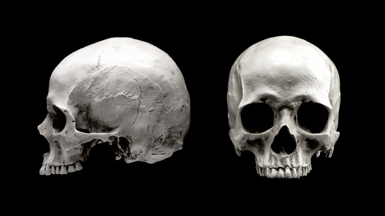 Human skull