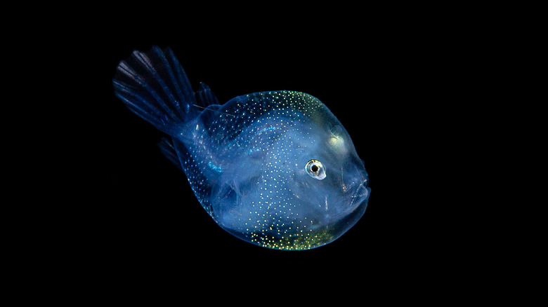 anglerfish