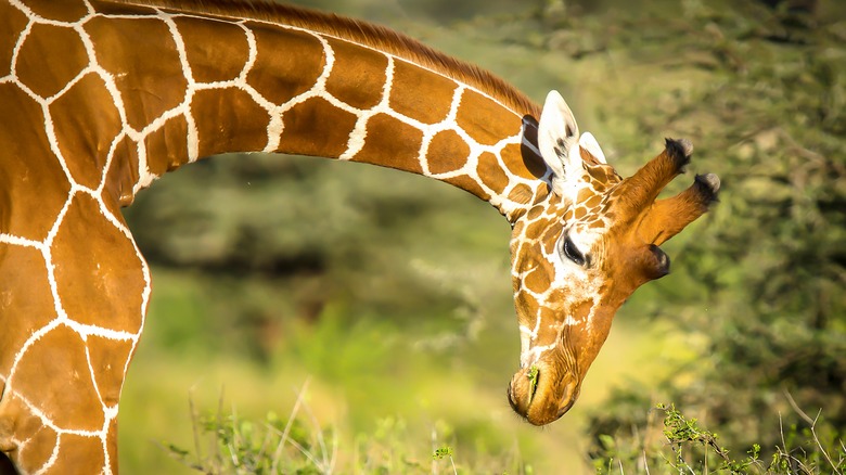 Humans And Giraffes Have The Same Number Of Bones In This Part Of The Body