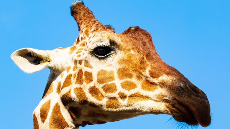 A giraffe considers the world