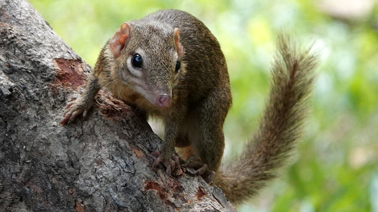 Tree shrew on a branch