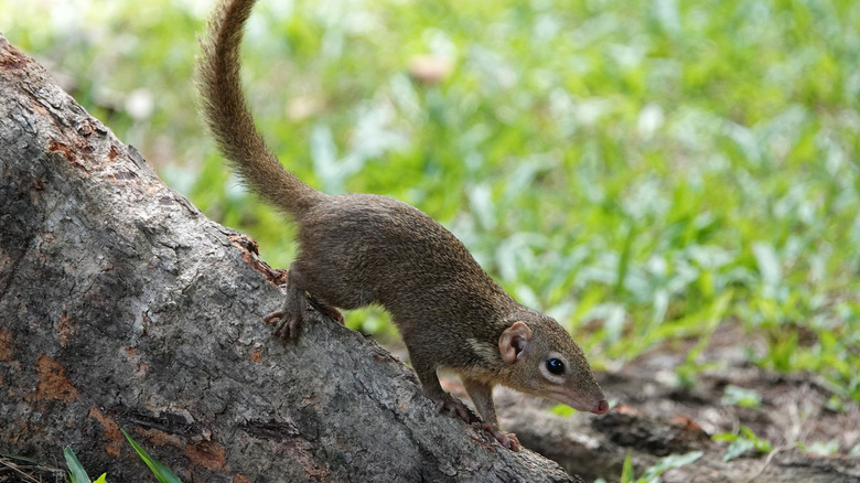 Humans And Tree Shrews Share An Unexpected Eating Habit