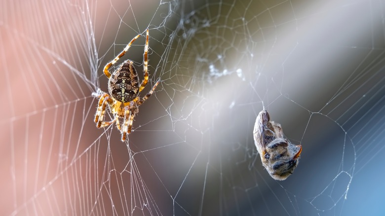 spider with prey