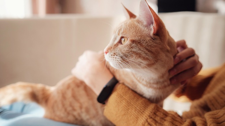 Person holding orange cat