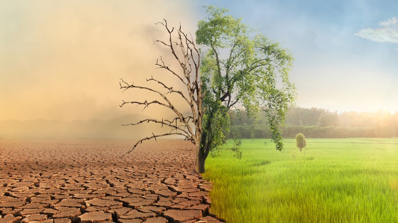 Half-green, half-parched Earth