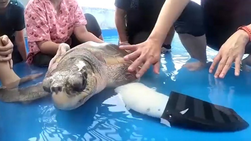 Animal prosthetics