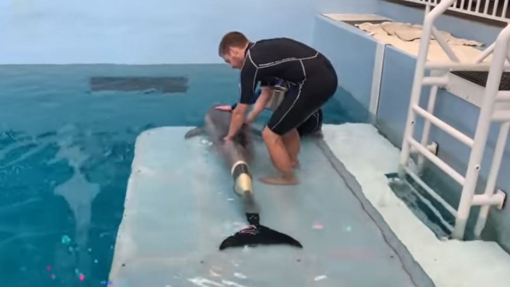 Animal prosthetics