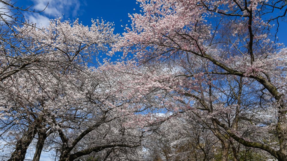 Cherry blossoms