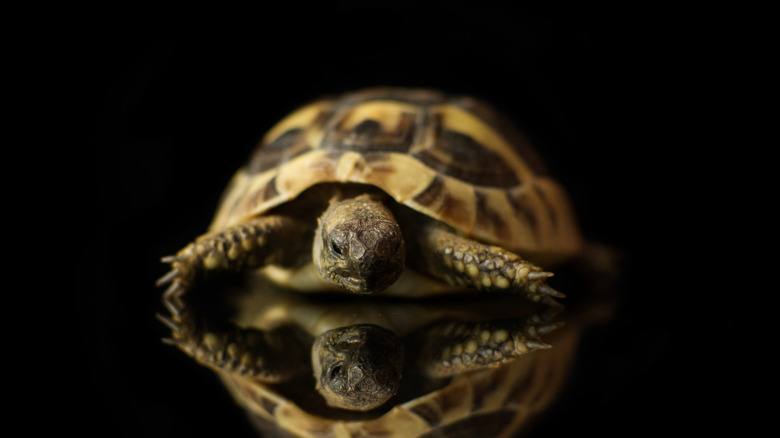 Tortoise on glass