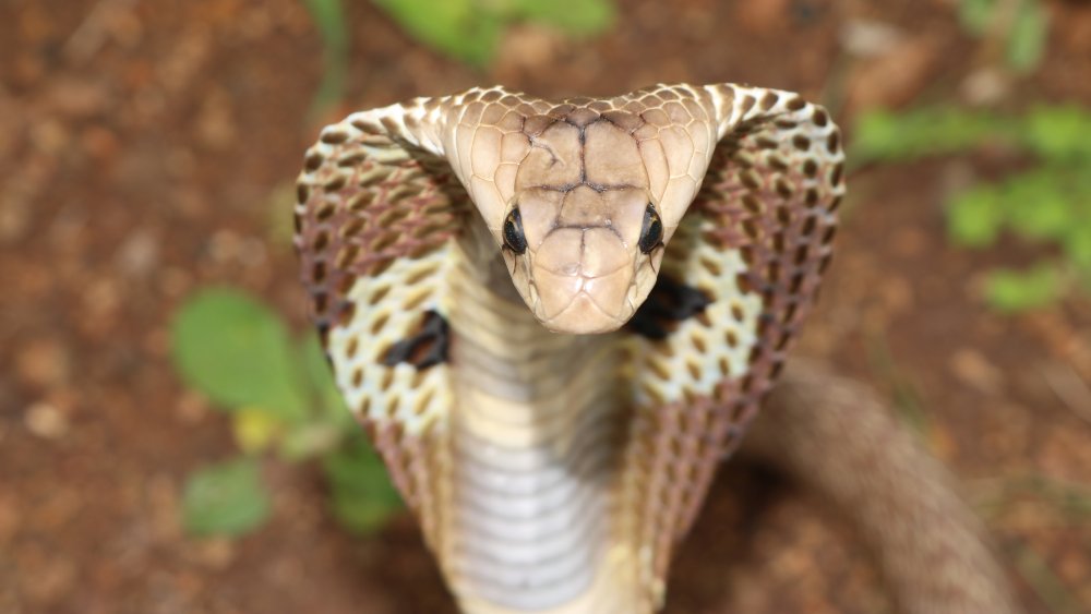 Indian cobra, front view