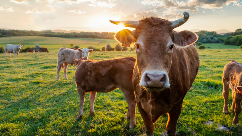 Cows grazing in green field