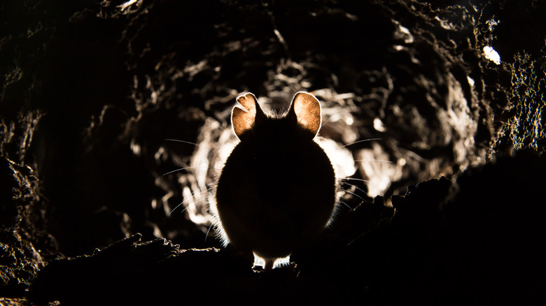 Rat walking through tunnel