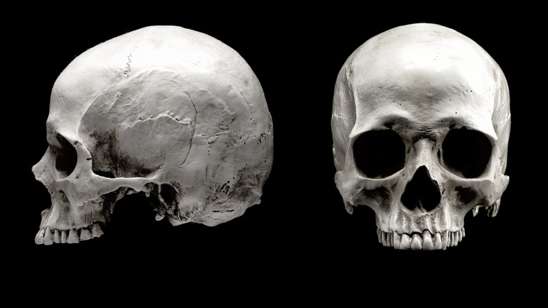 Human skulls 