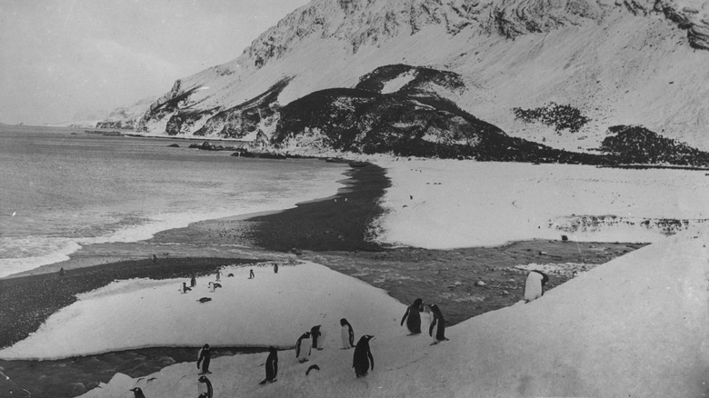 Elephant Island in 1916
